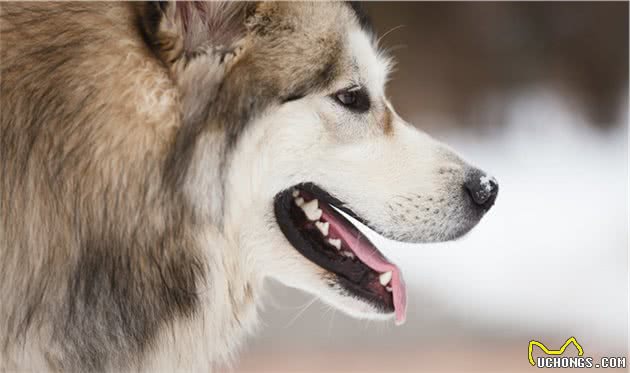 犬常见肥大性骨关节病