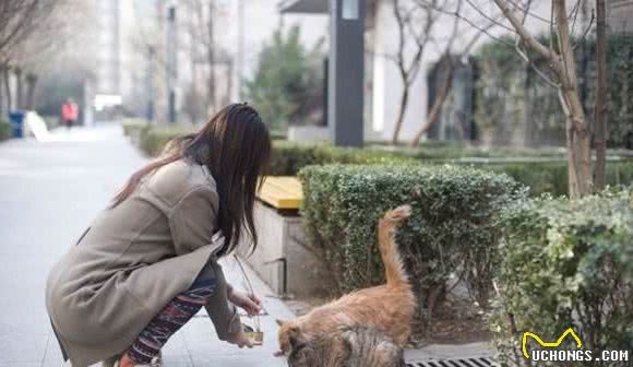 辟谣：为了宠物猫和狗的安全，就该大量捕杀郊狼？