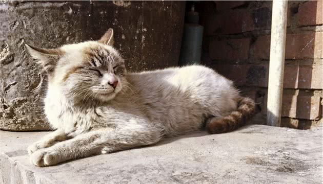 冻僵小猫敲门求救，男主人坚持心肺复苏一小时后，猫咪幸运苏醒！