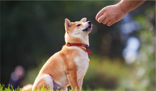 柴犬聪明吗？不爱听主人的话，但做坏事智商突破天际