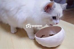 每贴一点猫知识