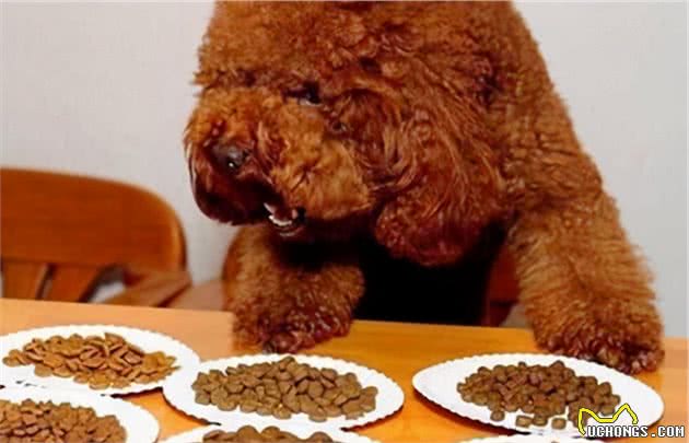 泰迪犬总是挑食，我是如何解决的？