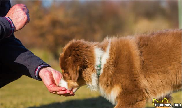 训练一只狗要多久？训犬师说是一生，这8个建议能加快