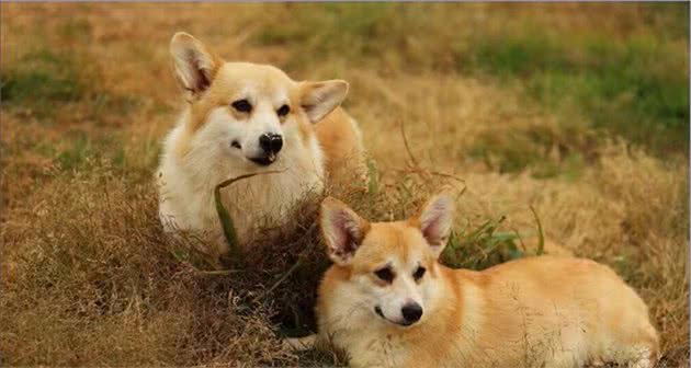 法国斗牛犬具有中国血统！柯基原来是牧牛犬！科普狗狗背后的真相