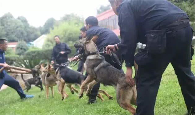 这是中国唯一的警犬品种！太帅了！