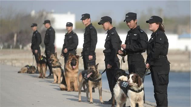 警犬种类知多少，你能认出几个呢？