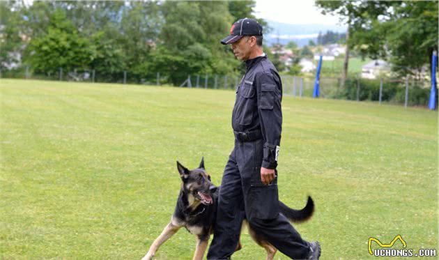 警犬种类知多少，你能认出几个呢？