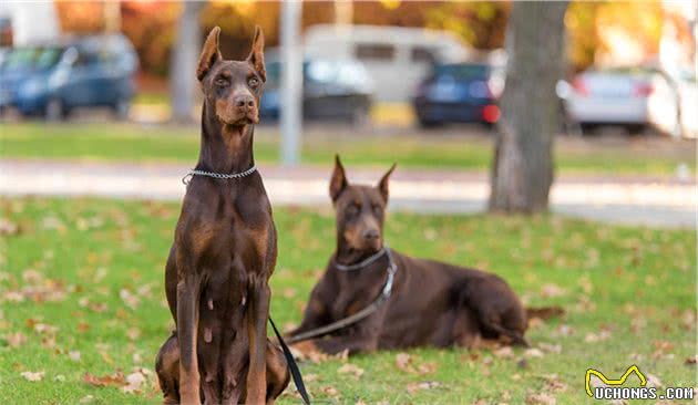 警犬种类知多少，你能认出几个呢？