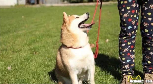 柴犬总是不听话，要从小就让它知道：你是主人，听你的没错