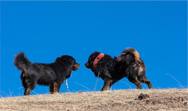 长白山的汗王犬遇上了藏獒，汗王犬劳苦功高却必须离开（3）