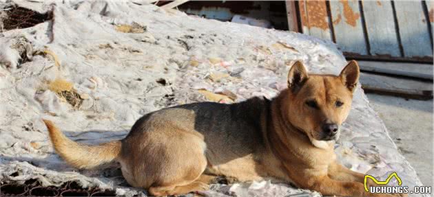 长白山的汗王犬遇上了藏獒，汗王犬劳苦功高却必须离开（3）