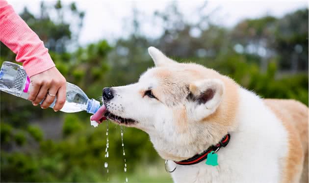 千万不要给狗狗喝这几类“水”，身体可能会坏掉