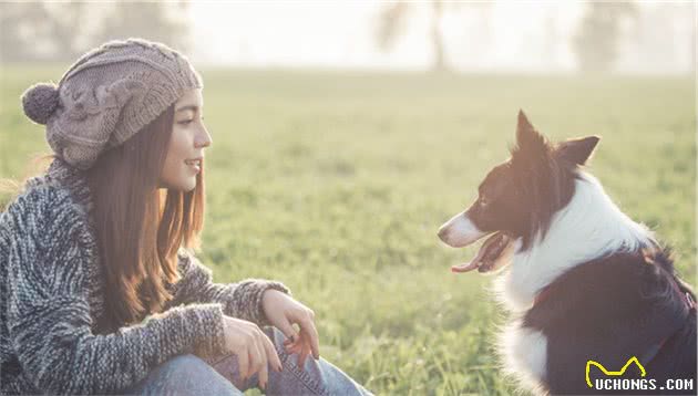 边境牧羊犬，为什么饲养的人越来越多，这5个原因让你明白