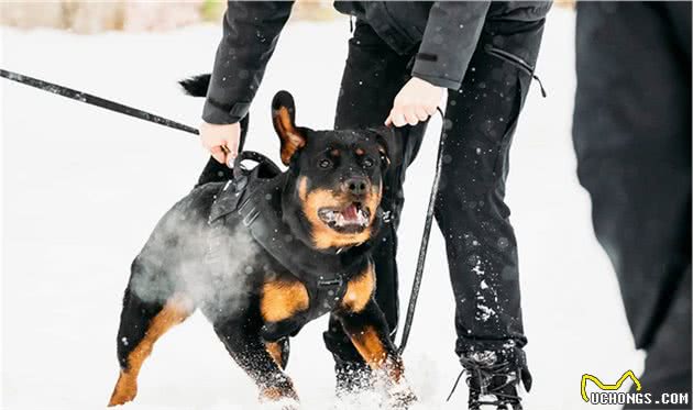 拉布拉多和罗威纳犬，哪种狗容易养？竟然有人给新手推荐罗威纳