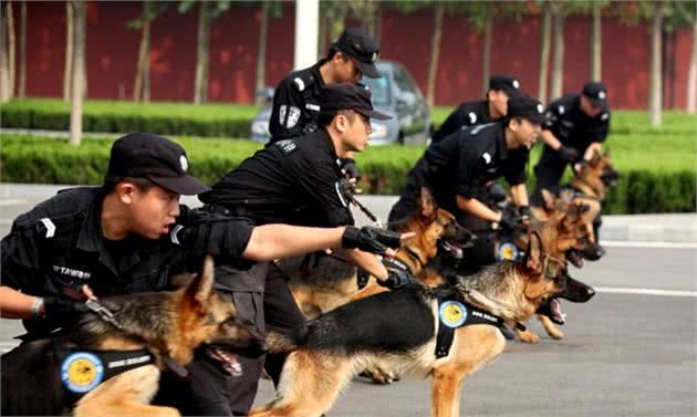 边境牧羊犬也不能当警犬？警察：这6点不符合