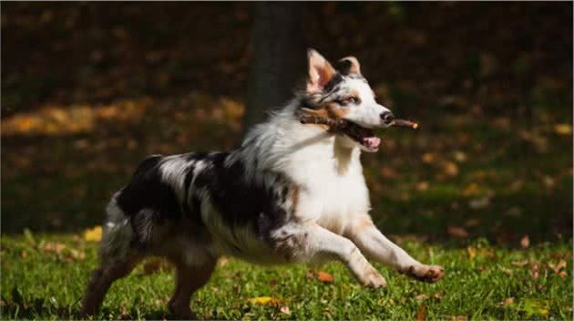 边境牧羊犬也不能当警犬？警察：这6点不符合