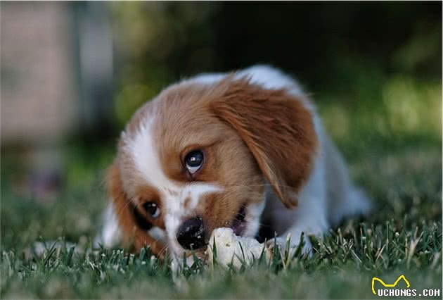 辟谣：犬瘟真的致命吗？及早发现尽早治疗或许能挽救狗狗的性命