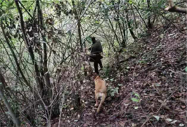 警犬追踪，7小时寻回3头耕牛