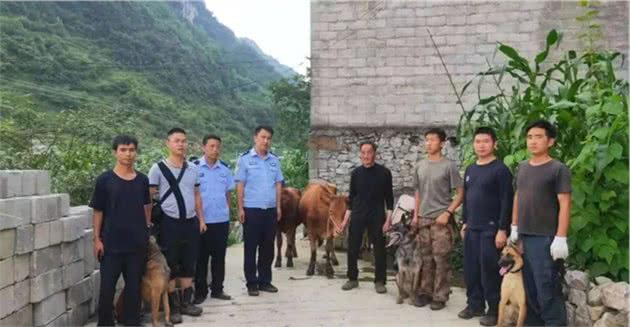 警犬追踪，7小时寻回3头耕牛