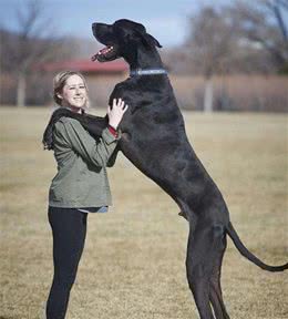 别误会这几个犬种，它们就是长得凶狠，其实并不好战好斗