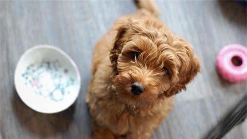 泰迪犬挑食怎么办？