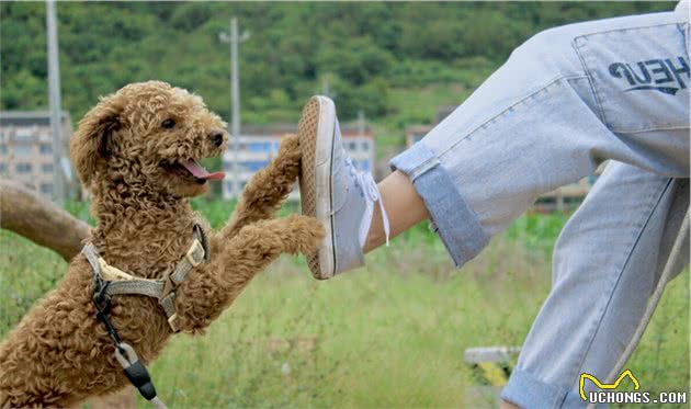 泰迪犬挑食怎么办？