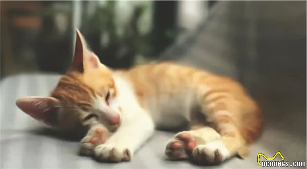 猫是“独行侠”所以不怕孤独？70%的猫可能会患上分离焦虑症