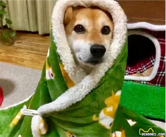 狗狗“发抖”的7大原因,你知道几个呢?