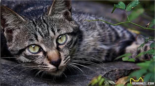 美国短毛猫和狸花猫有什么区别？通过这些对比，一目了然