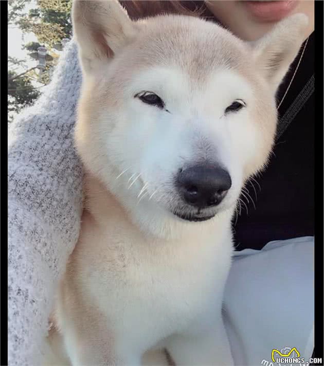 高龄柴犬瘫痪痴呆，家人提议安乐死，主人：你会给自己孩子安乐吗