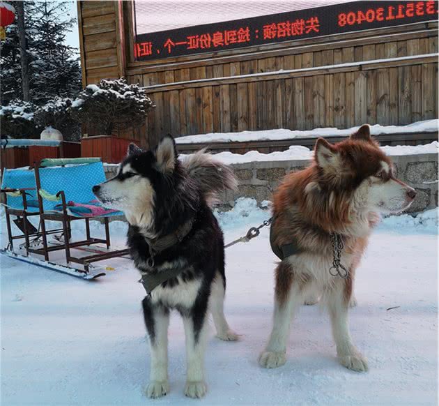 景点的狗狗拉雪橇，为什么被唾弃？因为雪橇犬不是这样工作的