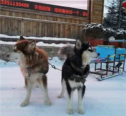 景点的狗狗拉雪橇，为什么被唾弃？因为雪橇犬不是这样工作的