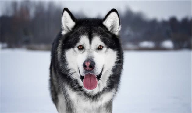 阿拉斯加犬的5大缺点，养了之后，肠子都悔青了