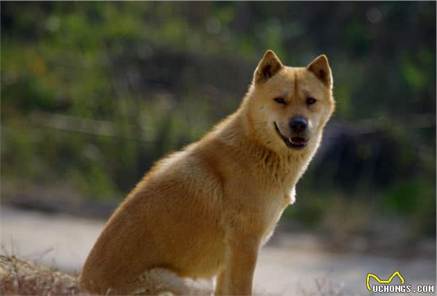 活得最久的5只狗狗，第一只柯基犬，最后一只果然不负众望