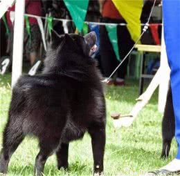 魔鬼小黑犬—史奇派克犬