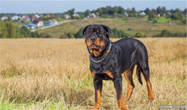 寻根问祖系列（9）：罗威纳犬（Rottweiler）