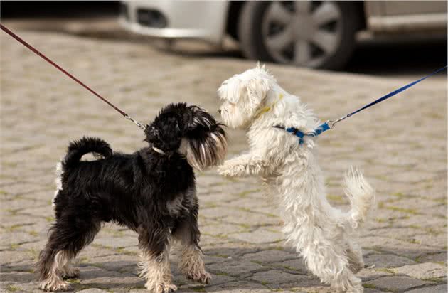 盘点“最听话”的6种小型犬，你最想带哪只回家？