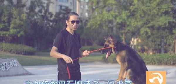 如何训练狗狗跟着主人？专业训犬师手把手教你