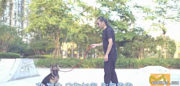 如何训练狗狗跟着主人？专业训犬师手把手教你