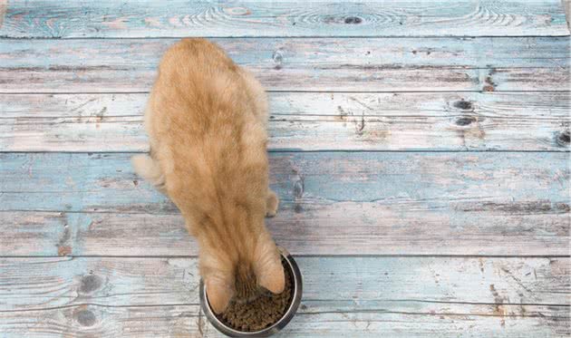 辟谣：：狗粮喂猫一举两得，事实上它们的饮食需要完全相反