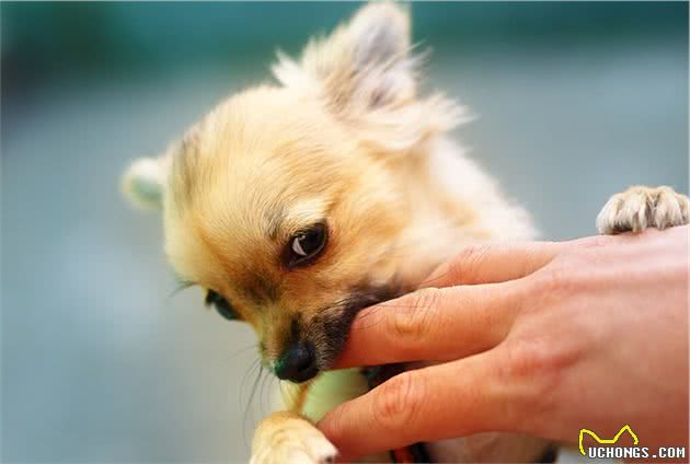 既生瑜何生亮，德牧和马犬谁更优秀？