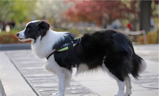 养大型犬就是害人害已吗？看完这个再说也不迟