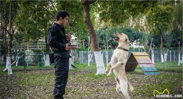 养大型犬就是害人害已吗？看完这个再说也不迟