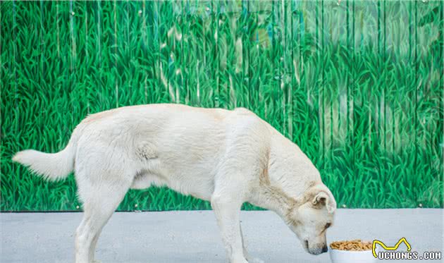 养大型犬就是害人害已吗？看完这个再说也不迟