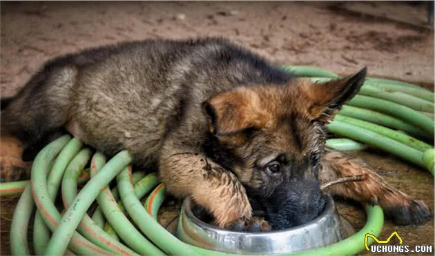 什么样的狗狗可当警犬？今天聊聊你不知道的警犬的一生