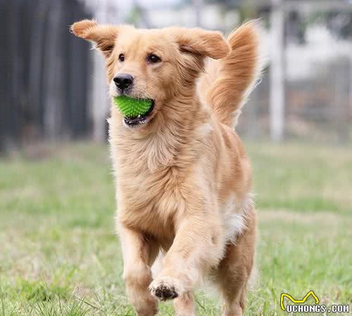 在家训练宠物犬，掌握这些要点，给训犬效果提提速