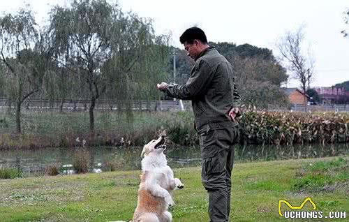 在家训练宠物犬，掌握这些要点，给训犬效果提提速