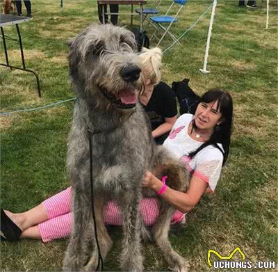 忘记自己很大只！「世界最高的狗」爱尔兰猎狼犬，主人腿要坐断啦