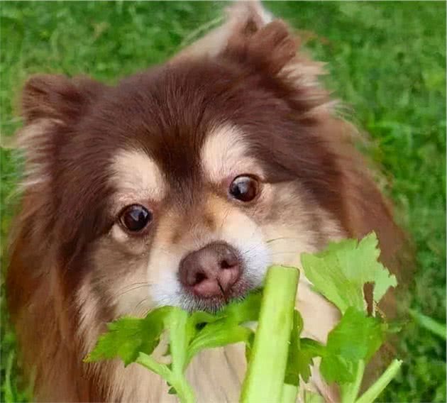 狗狗饮食学问大，狗狗饮食的八个注意事项