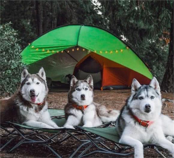 俄罗斯名犬西伯利亚雪橇犬，二哈的各种趣事